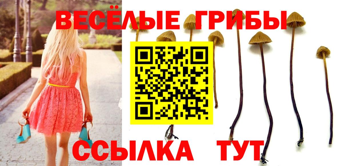 Псилоцибиновые грибы Psilocybe  Вход с VPN  Кудрово 